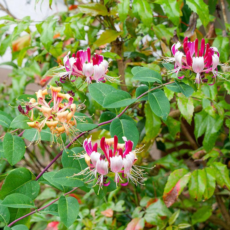 Жимолость капріфоль Goldflame 2 річна, Жимолость Голдфлейм, Lonicera caprifolium Goldflame