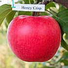 Саджанці Яблуні Хоней Крісп - зимова, крупноплідна, врожайна, фото 2