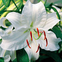 Цибулини ЛІЛІЯ Casa Blanca (1 шт.)