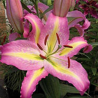 Цибулини ЛІЛІЯ Tom Pouce