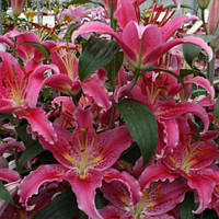 Цибулини ЛІЛІЯ Canberra (1 шт.)