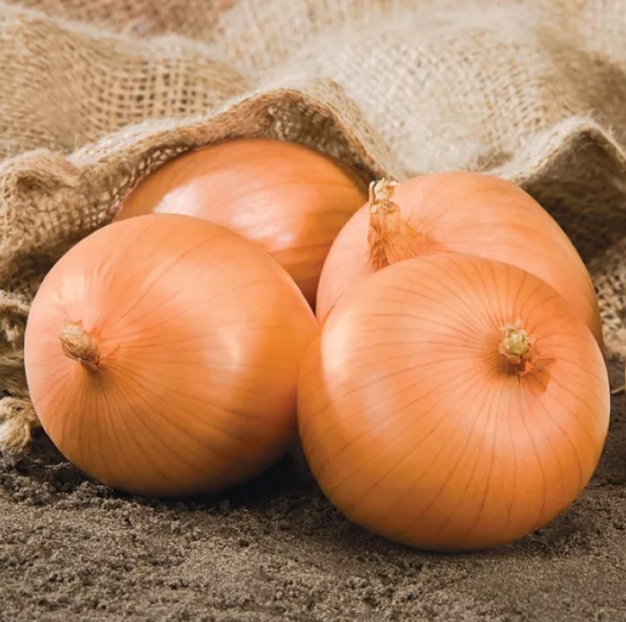 Насіння цибулі Сафран F1 Bejo 250000