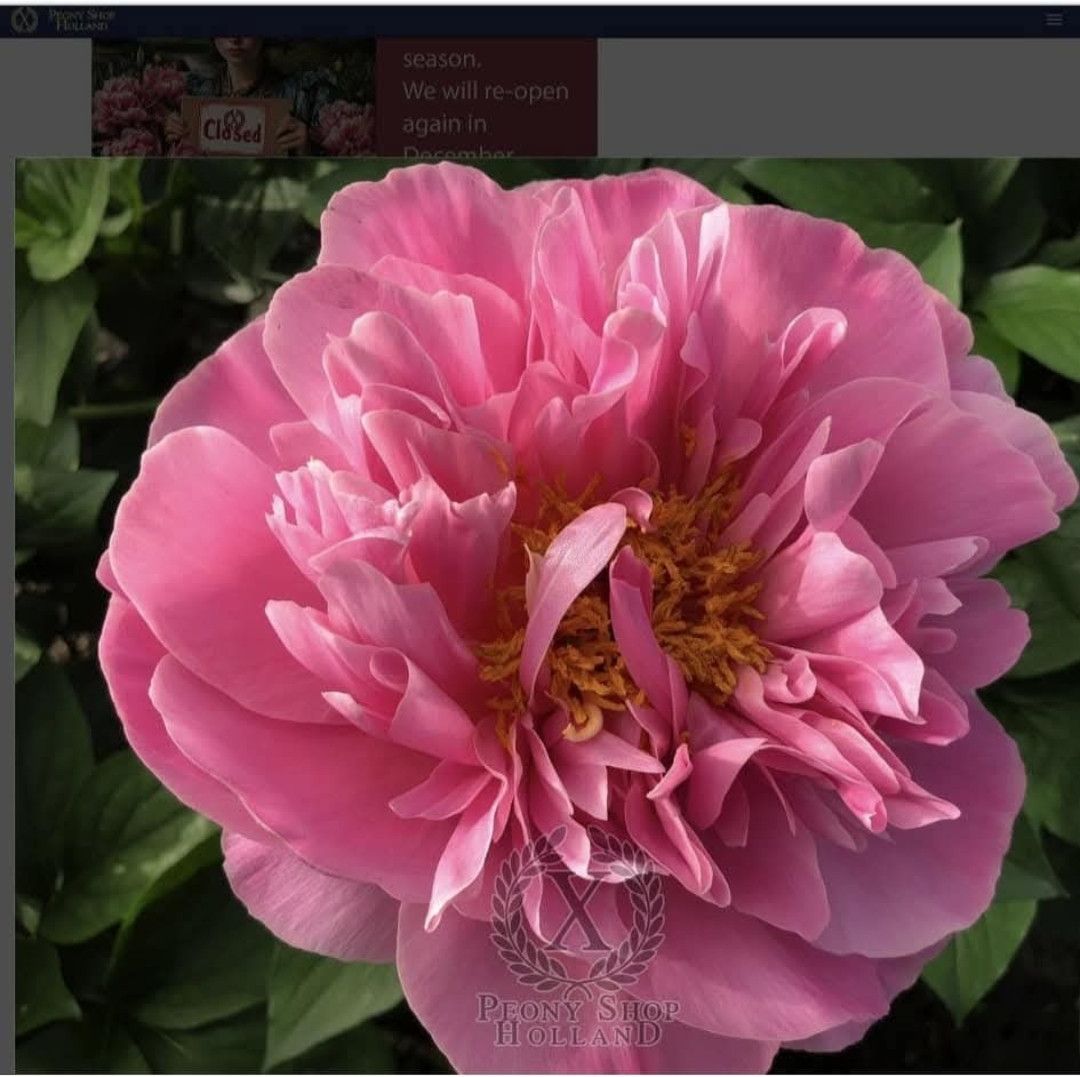 Compressore (J.Scholten,2022), фото 1