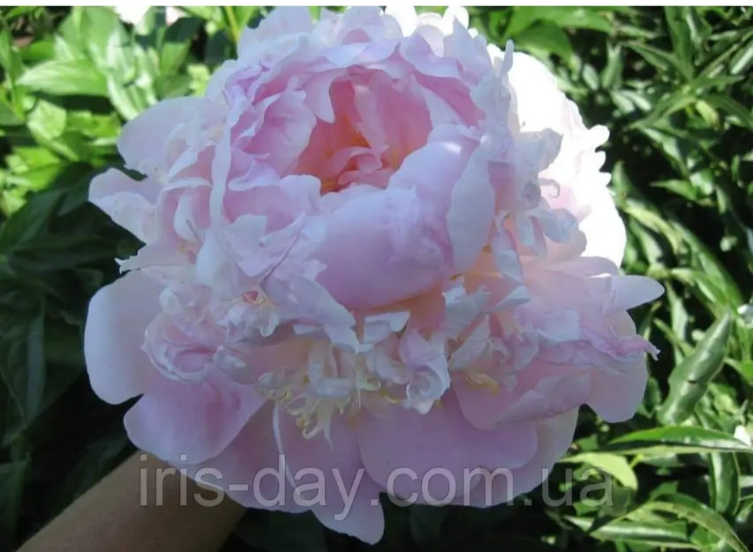 Золушка (Скакодуб А.А. 2013), фото 1