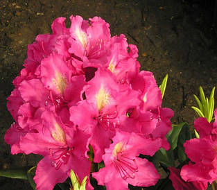 Рододендрон гібридний Jan III Sobieski 2 річний, Рододендрон гібридний Ян ІІІ Собєскі Rhododendron Jan