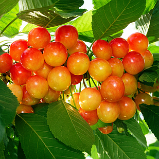 Саджанці Черешні Присадибна - раннього терміну, морозостійка