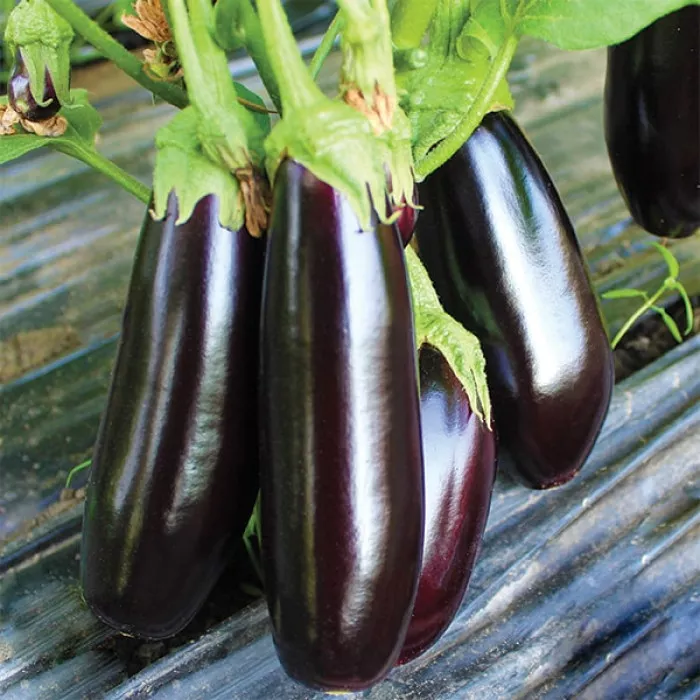 Насіння баклажанів Честер F1 Chester F1 500 нас, фото 1