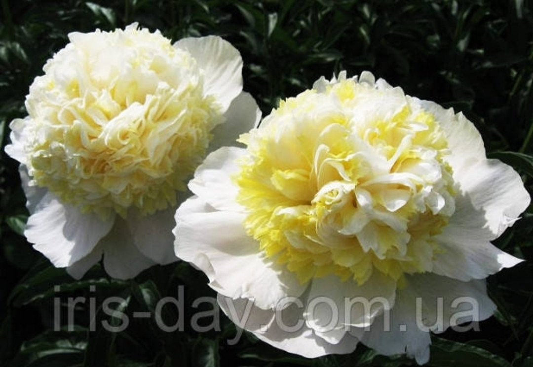 Солнечный День (Л.Скакодуб/Аскарова,2010), фото 1