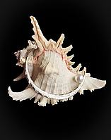 Прикраса для волосся з перлиною (імітація).Заколка з перлиною.