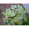 Гортензія волотиста Shikoku Flash  3 річна, Гортензія волотиста Шікоку Флеш, Hydrangea paniculata Shikoku Flash, фото 7