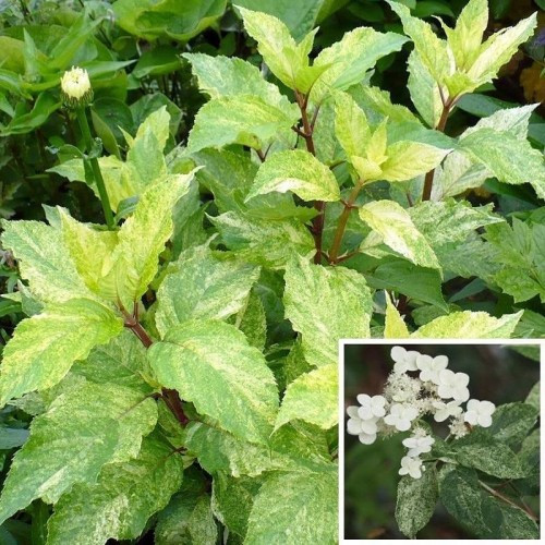 Гортензія волотиста Shikoku Flash  3 річна, Гортензія волотиста Шікоку Флеш, Hydrangea paniculata Shikoku Flash
