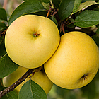 Саджанці Яблуні Донешта - літня, урожайна, зимостійка, фото 2