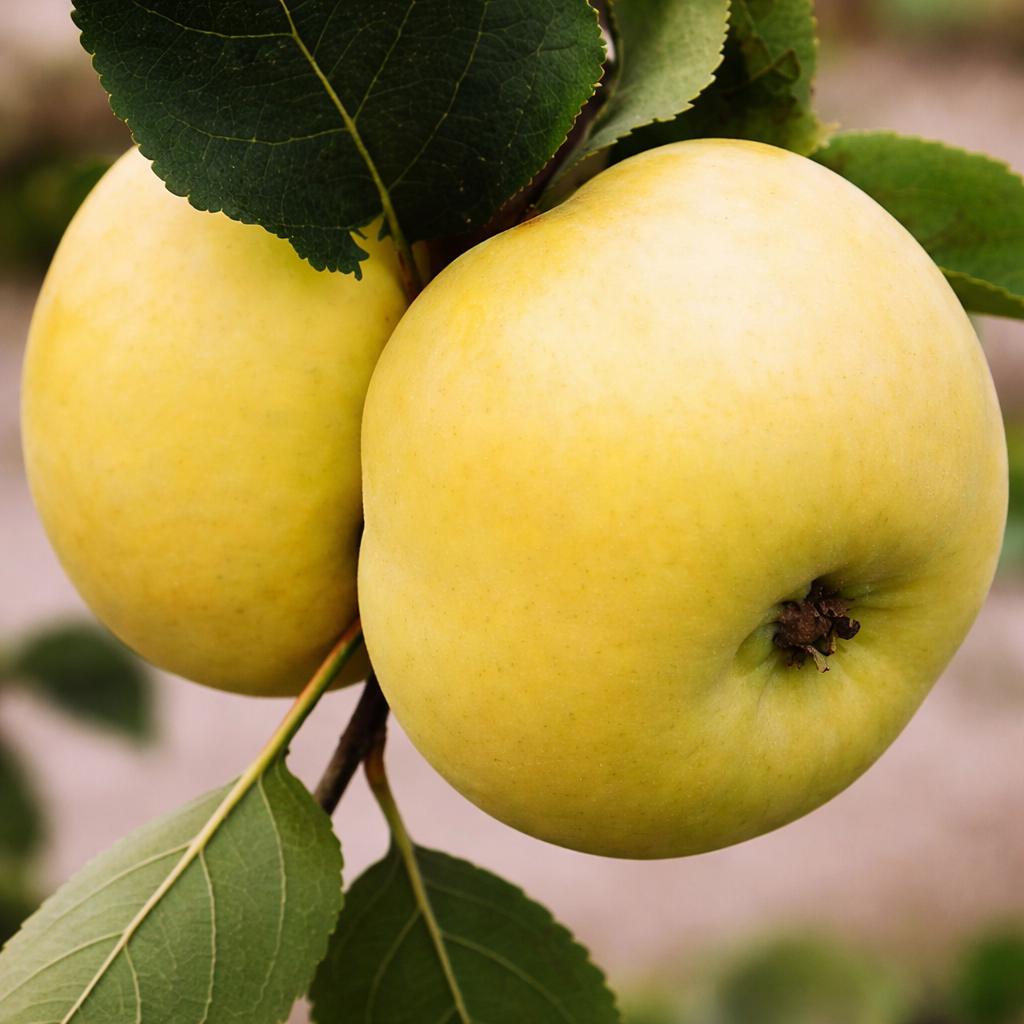 Саджанці Яблуні Донешта - літня, урожайна, зимостійка, фото 1