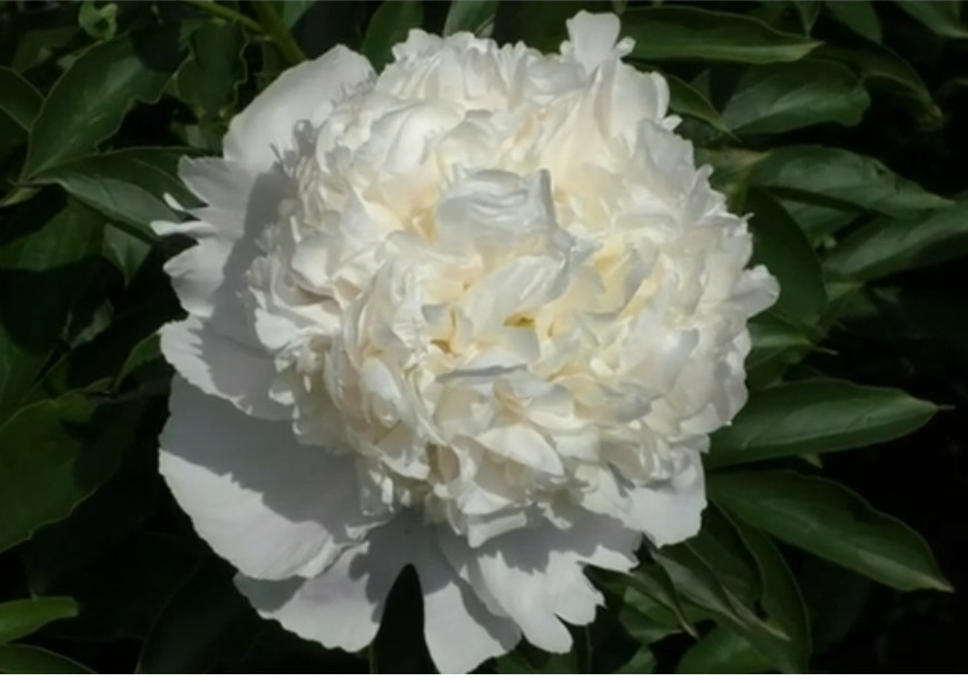 Жемчужный (А.А.Скакодуб,2010), фото 1