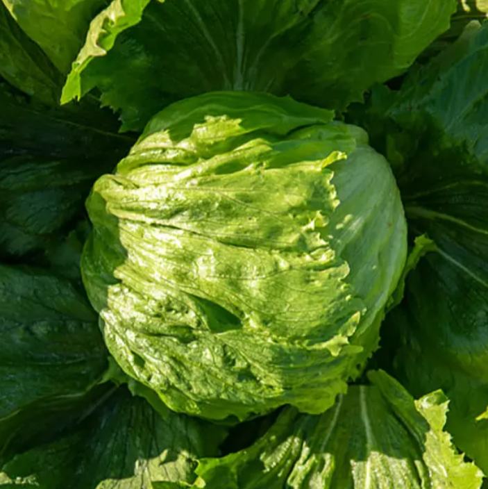 Насіння салату Гідо F1 Enza Zaden 5000