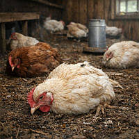 Чому птиця раптово стає млявою і перестає їсти?