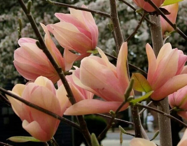 Магнолія Flamingo 3 річна, Магнолія Фламінго, Magnolia Flamingo