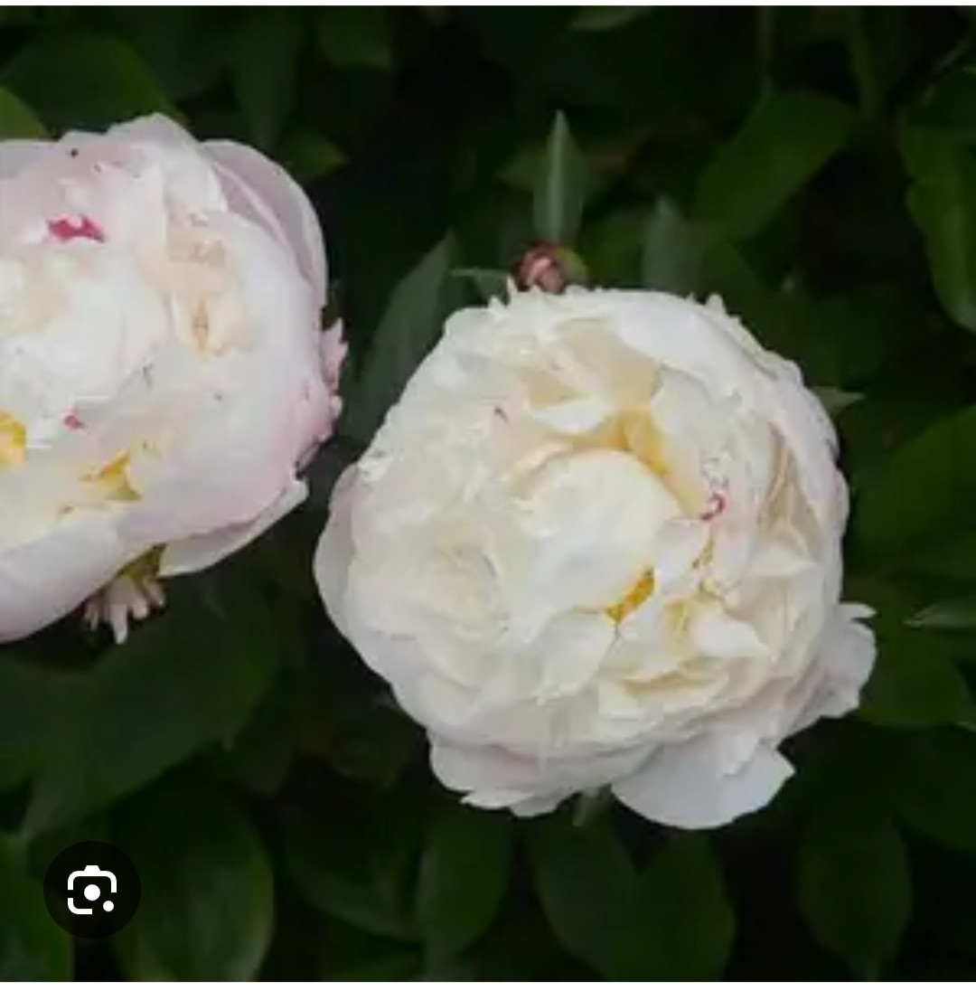 Аеліта (Л.А.Скакодуб,1980), фото 1