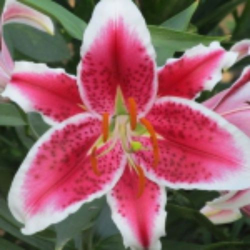 Цибулини ЛІЛІЯ Starfighter