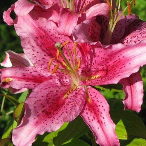 Саджанці ЛІЛІЯ Tiger Edition