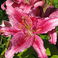 Саджанці ЛІЛІЯ Tiger Edition