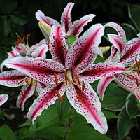 Цибулини ЛІЛІЯ Dizzy