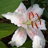 Цибулини ЛІЛІЯ Muscadet