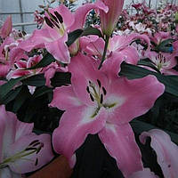 Цибулини ЛІЛІЇ Macerata