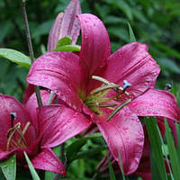 Цибулини ЛІЛІЇ ОТ гібрид гігант Purple Prince (1 шт.)