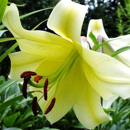 Цибулини ЛІЛІЇ ОТ гібрид гігант Conca d'or (1 шт.)