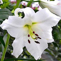 Цибулини ЛІЛІЇ з гігантською квіткою Appleton (1 шт.)