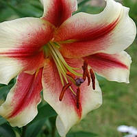 Цибулини ЛІЛІЇ Zagora