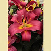 Цибулини ЛІЛІЇ ОТ гібрид гігант Rosselin (1 шт.)