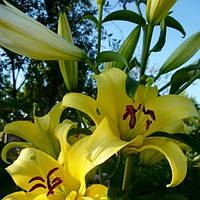 Цибулини ЛІЛІЇ Yellowееn (1 шт.)