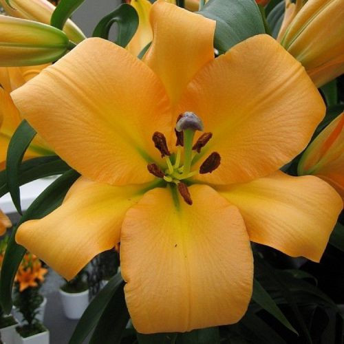 Цибулини ЛІЛІЯ ОТ гібрид гігант Saltarello (1 шт.), фото 1