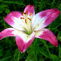 Цибулини ЛІЛІЯ Lollypop