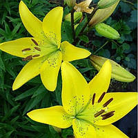 Цибулини ЛІЛІЯ азіатська Sole Mio (1 шт.)