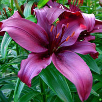 Цибулини ЛІЛІЯ азіатська Dimention (1 шт.)