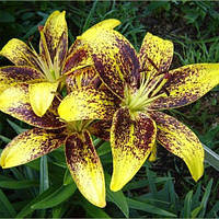 Цибулини ЛІЛІЯ азіатська Latvia (1 шт.)