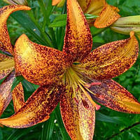 Цибулини ЛІЛІЯ азіатська Pixels Apricot (1 шт.)