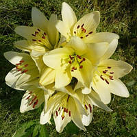 Цибулини ЛІЛІЯ Kelso LA гібрид (1 шт.)