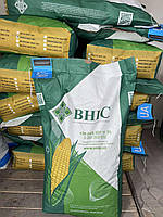 Насіння кукурудзи Гран 6 ФАО 300 ВНІС