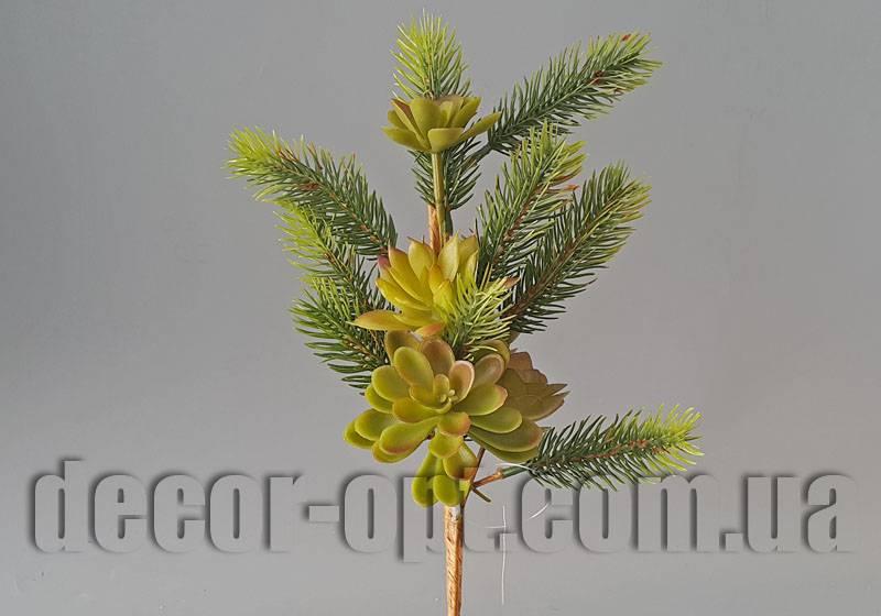 Композиція хвої із сукулентами 40 см HC99231