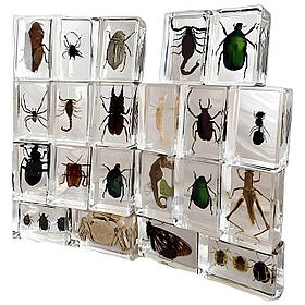 Набір комах у прозорій епоксидній смолі 12 шт, колекційні декоративні зразки, сувенір для дому та навчання