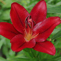 Цибулини ЛІЛІЯ California LA гібрид (1 шт.)