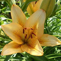 Цибулини ЛІЛІЯ LА гібрид Donau (1 шт.)