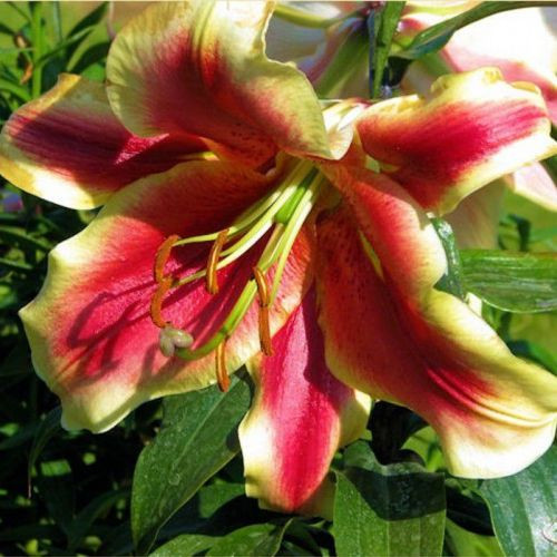 Саджанці ЛІЛІЇ ОТ-гібрид Holland Beauty (1 шт.)