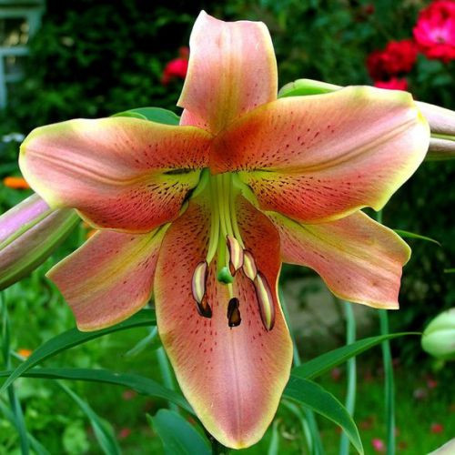 Саджанці ЛІЛІЯ Red Hot (1 шт.)