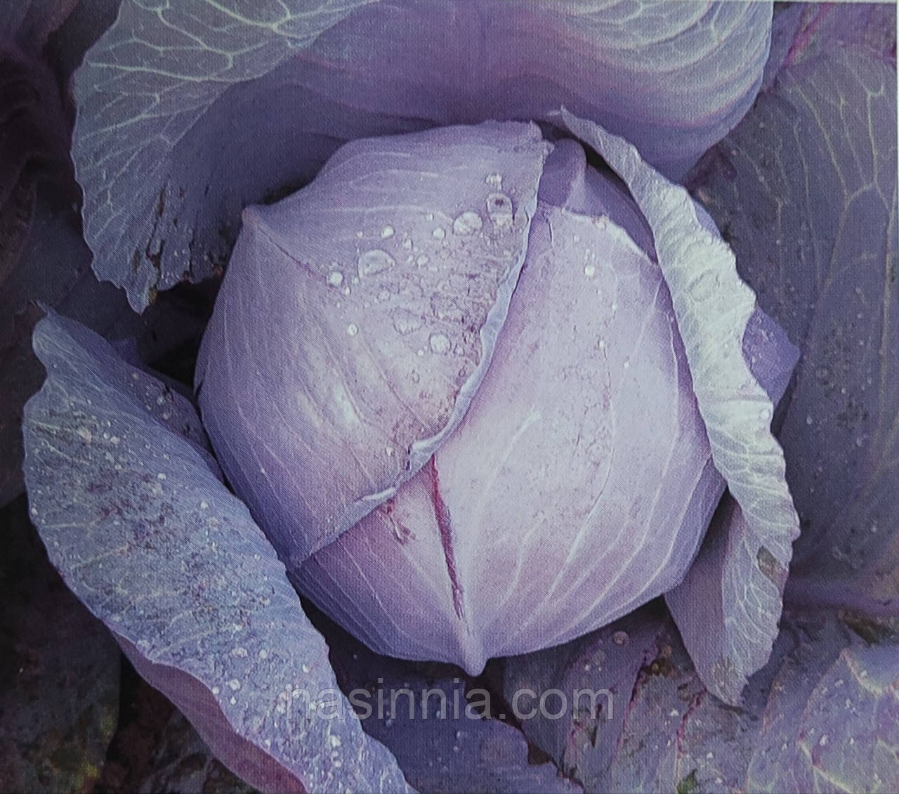 Капуста червоноголова Редма F1 50 насінин, фото 1