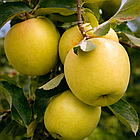 Саджанці Яблуні Міленіум Голд (Milenium Gold) - річна, урожайна, зимостійка, фото 4